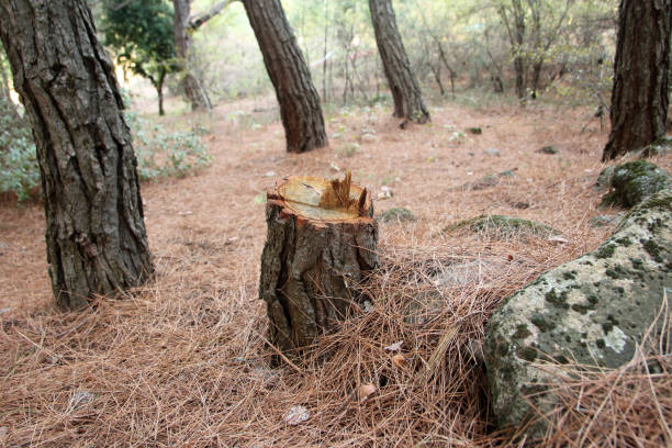 Best Tree and Shrub Care  in Baldwyn, MS