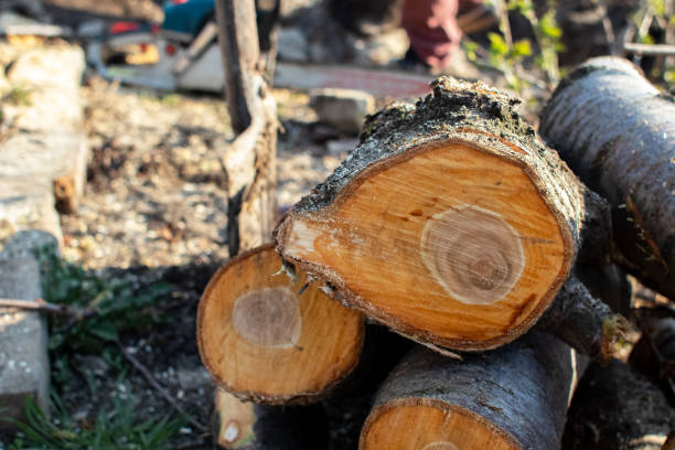 Best Tree Trimming and Pruning  in Baldwyn, MS