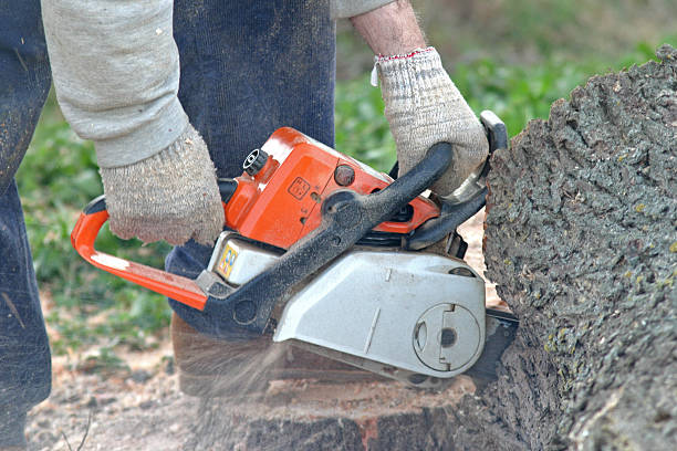 Best Tree Cabling and Bracing  in Baldwyn, MS