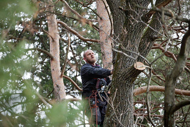 Best Tree Preservation Services  in Baldwyn, MS